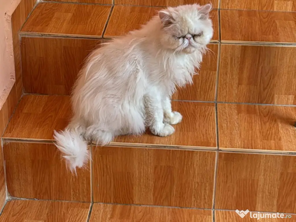 Motanel persan - Gratis ! 