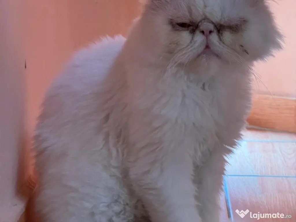 Motanel persan - Gratis ! 