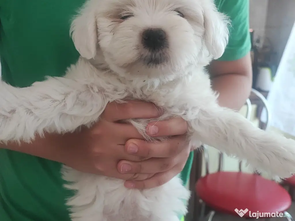 Bichoni Maltezi super jucausi 