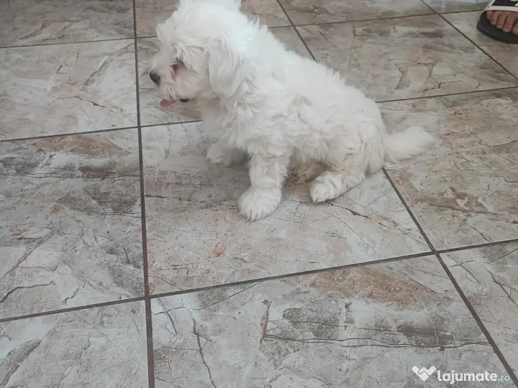 Bichoni Maltezi super jucausi 