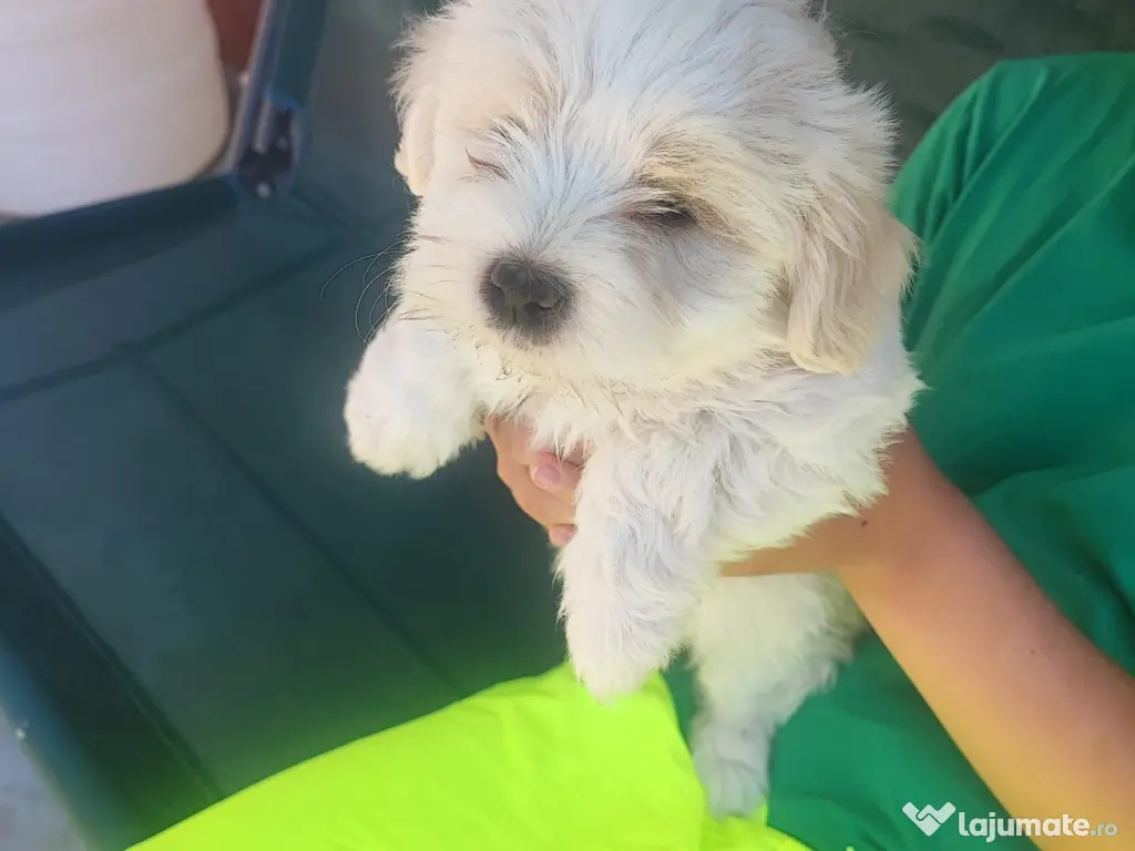 Bichoni Maltezi super jucausi 