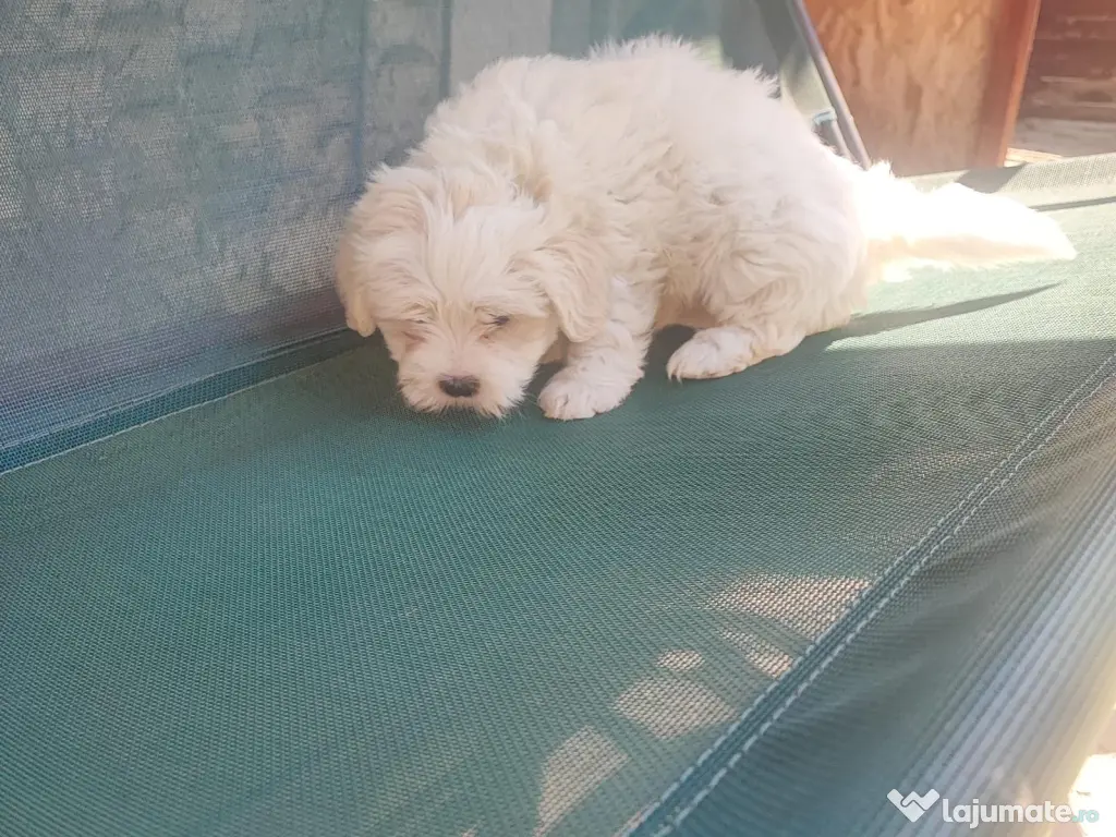 Bichoni Maltezi super jucausi 