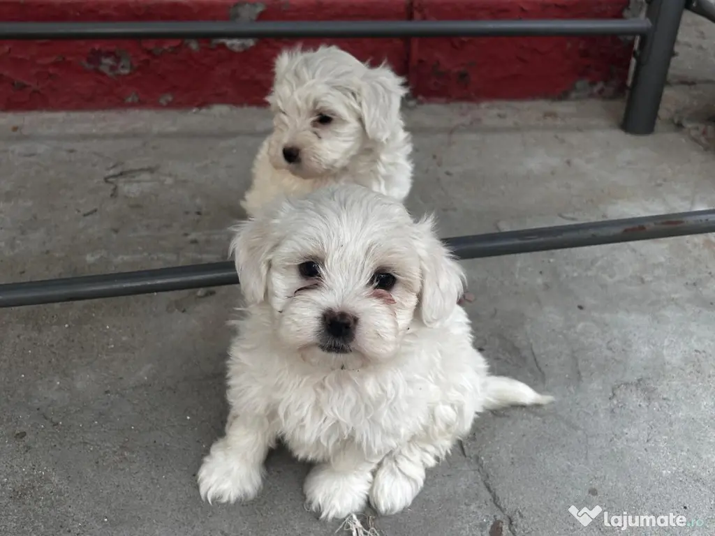 Bichoni Maltezi super jucausi 