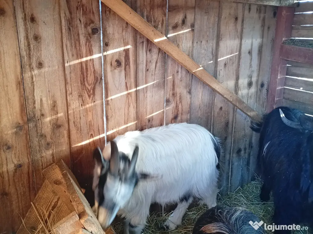 Capre de vânzare 
