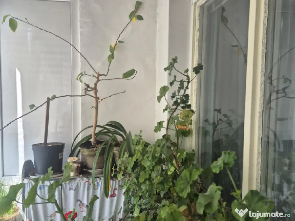 Apartament de 2 camere zona Astra