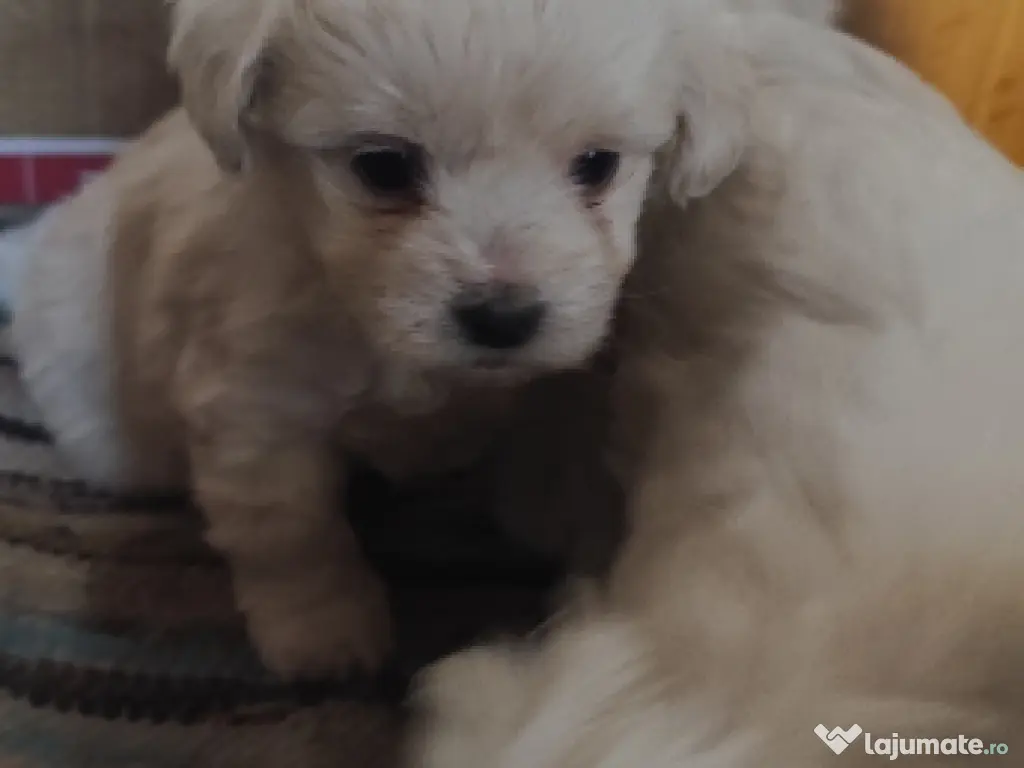 vând 2 pui de Bichon maltez