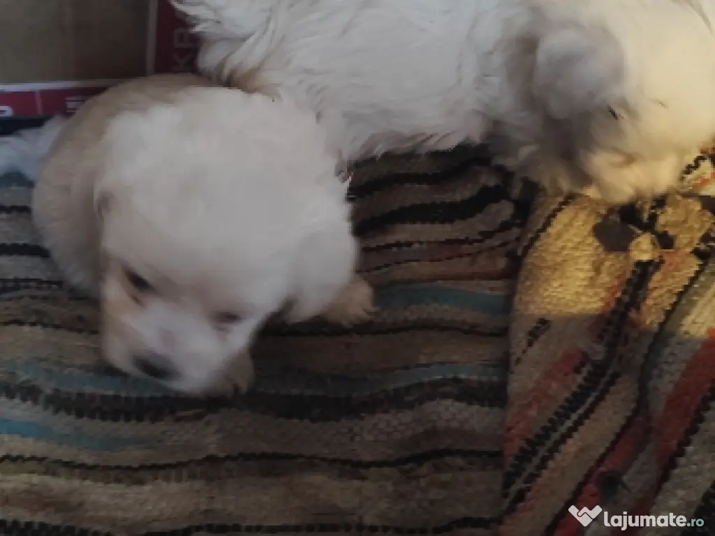 vând 2 pui de Bichon maltez