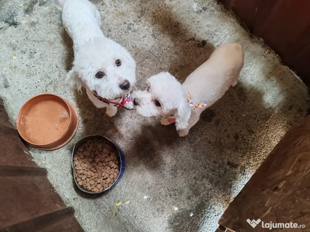 vând 2 pui de Bichon maltez