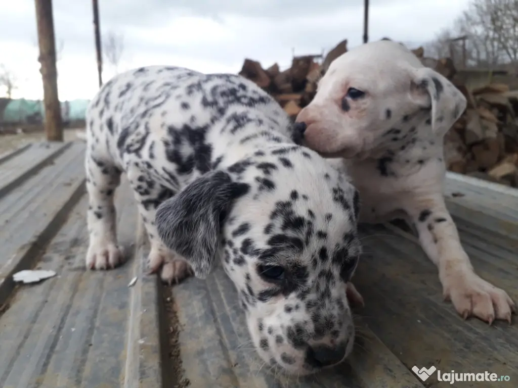 Catei Dalmatian