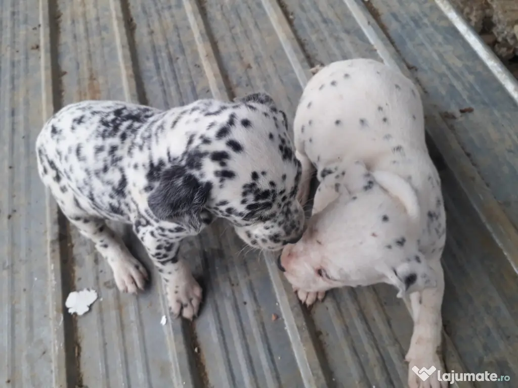 Catei Dalmatian
