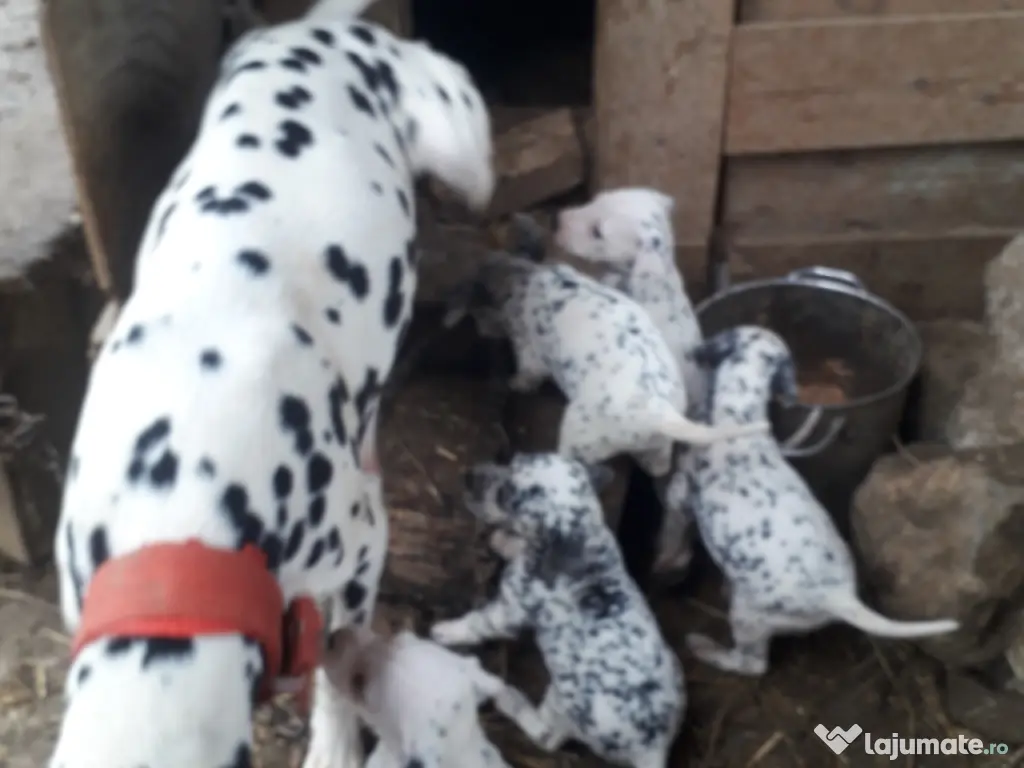 Catei Dalmatian