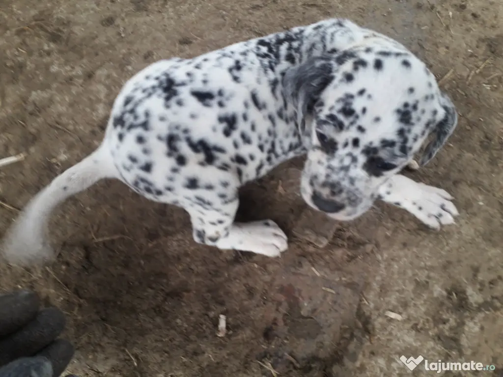 Catei Dalmatian