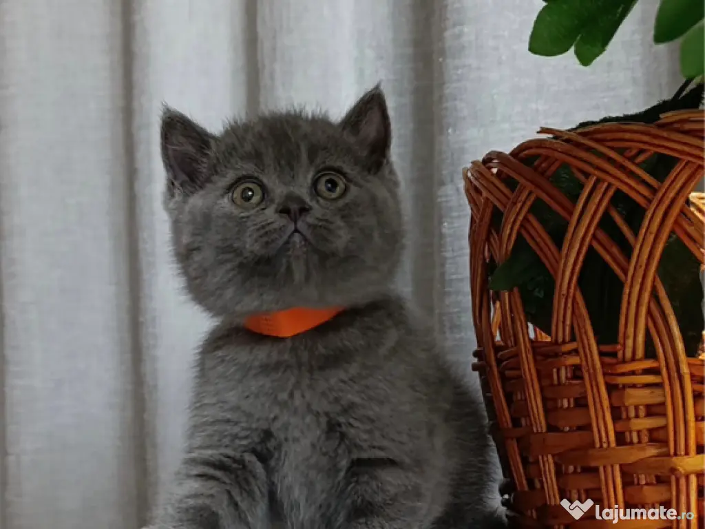 British shorthair 