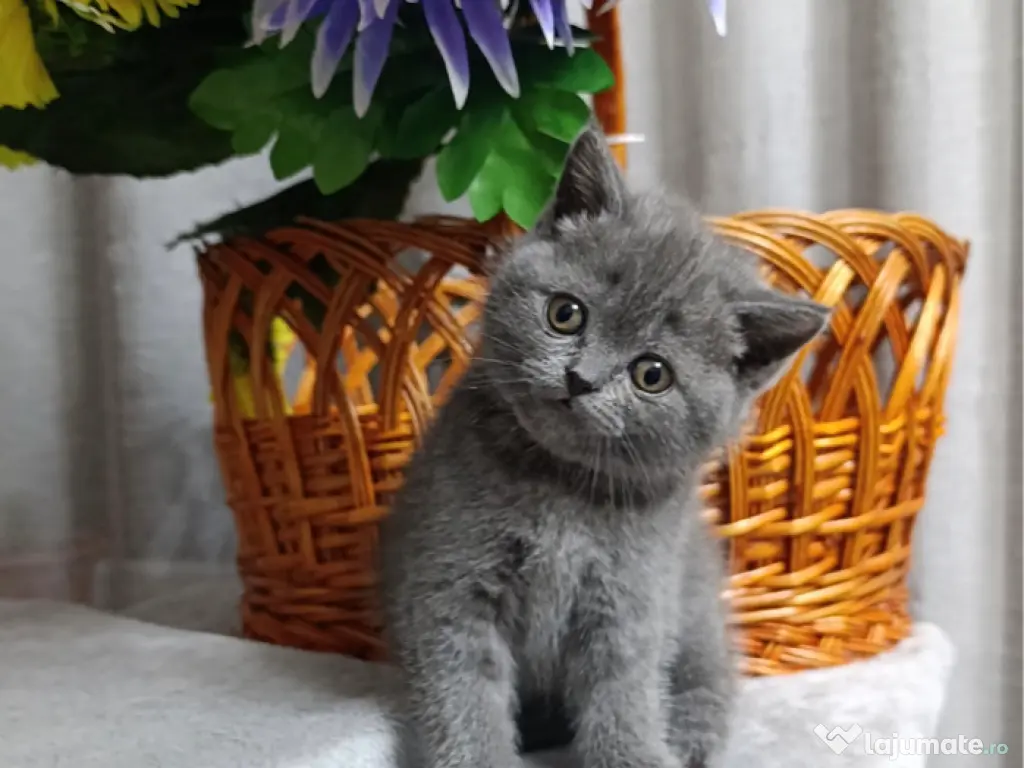 British shorthair 