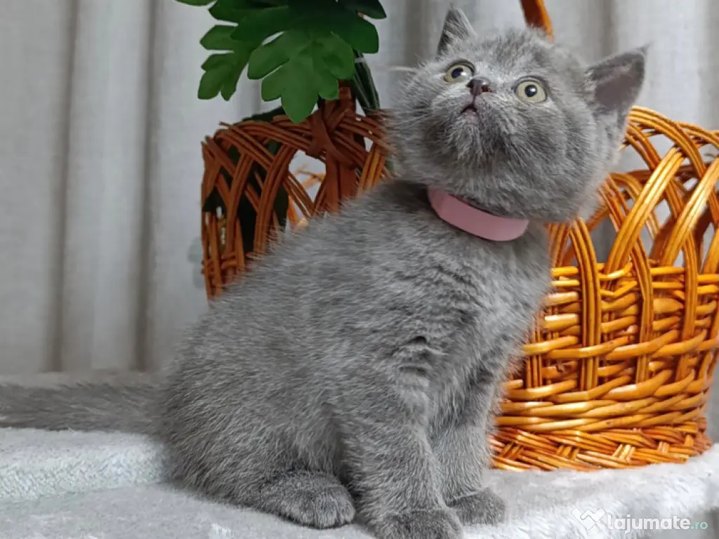 British shorthair 