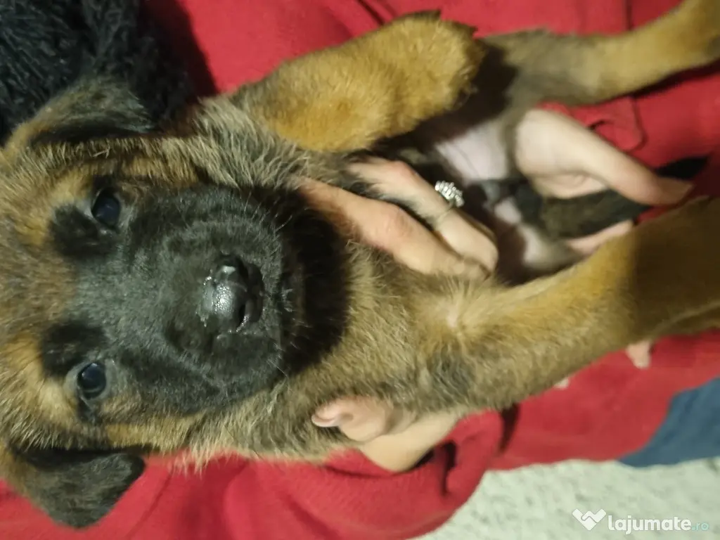 Ciobanesc Belgian Malinois