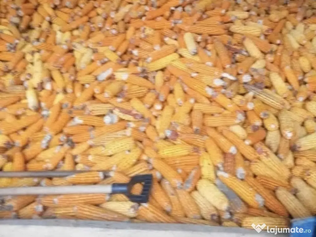 vând porumb boabe producție an  2025 