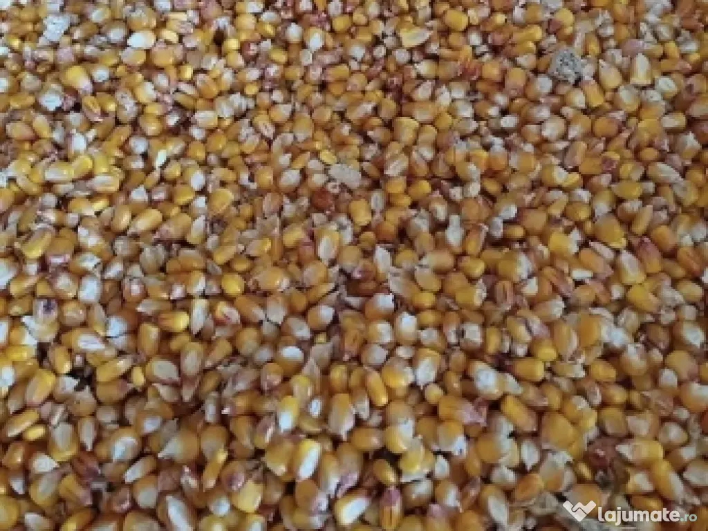 vând porumb boabe producție an  2025 