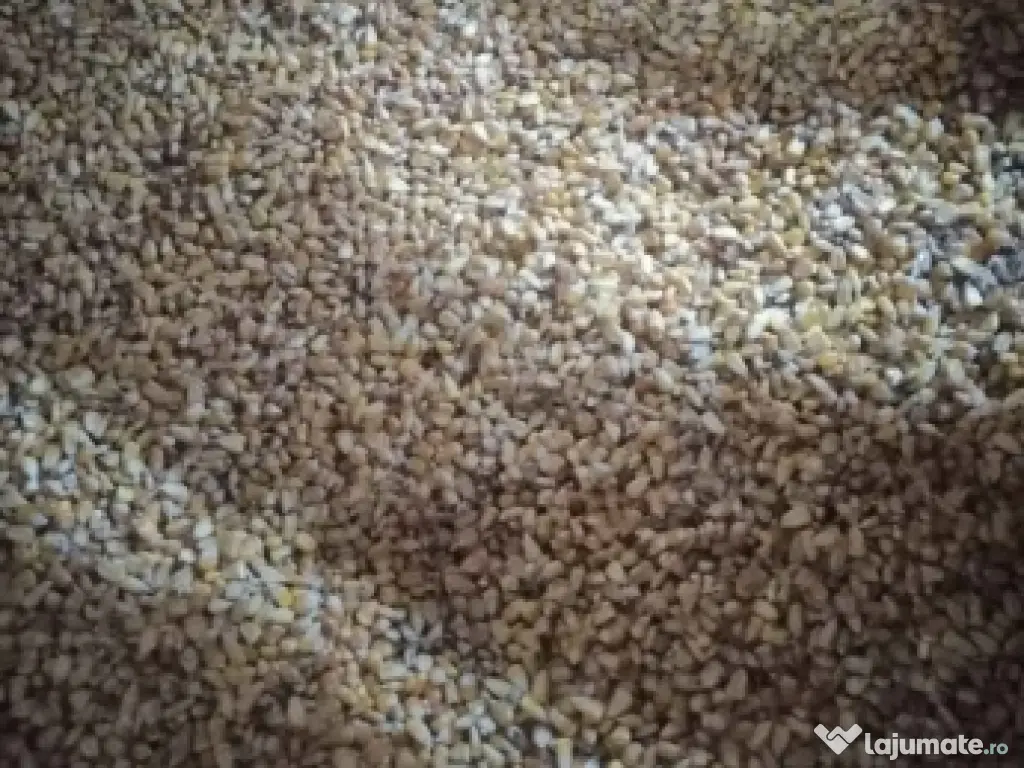 vând porumb boabe producție an  2025 