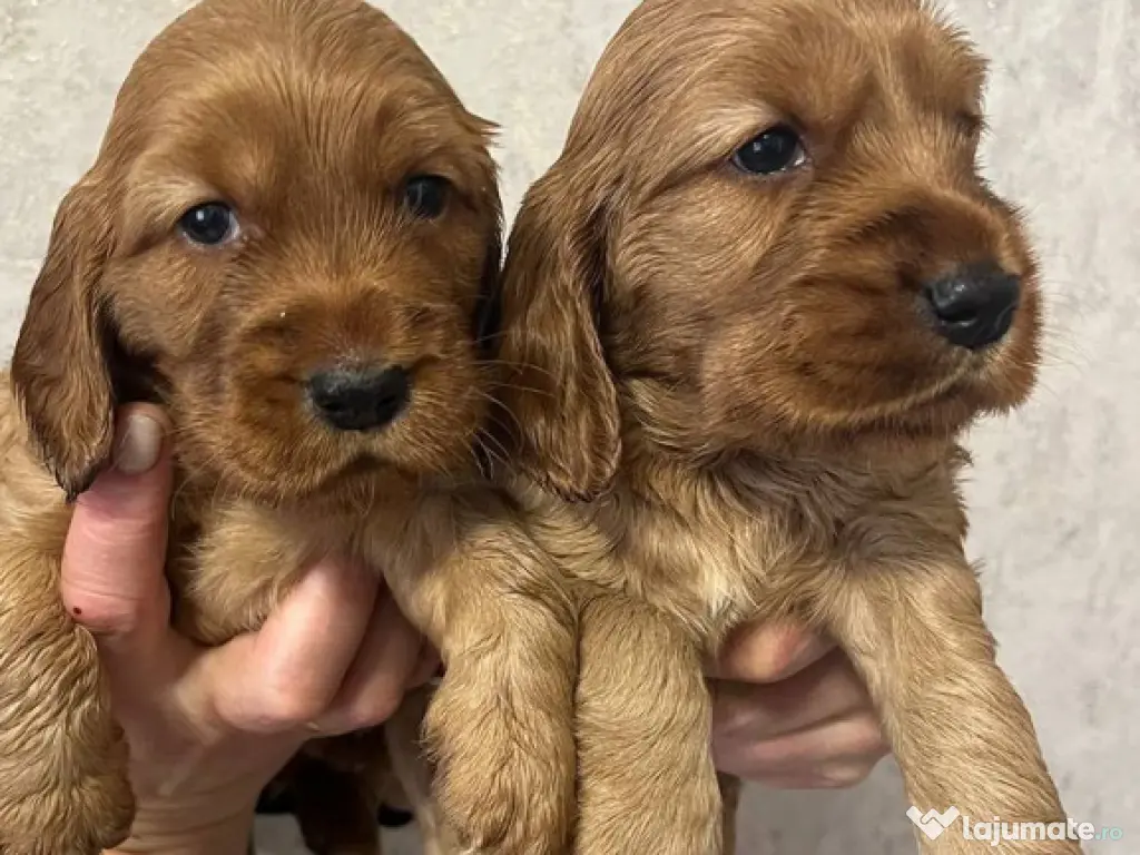 Cocker spaniel pui superbi 