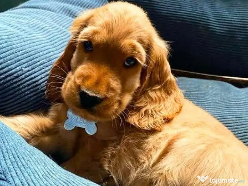 Cocker spaniel pui superbi 