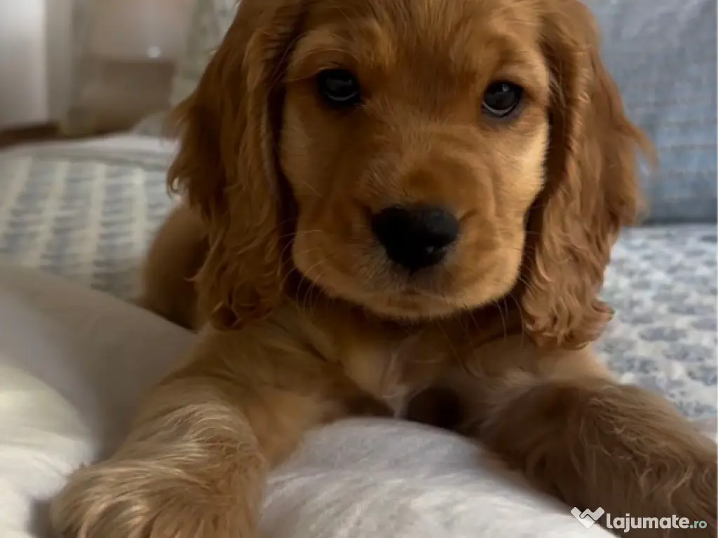 Cocker spaniel pui superbi 