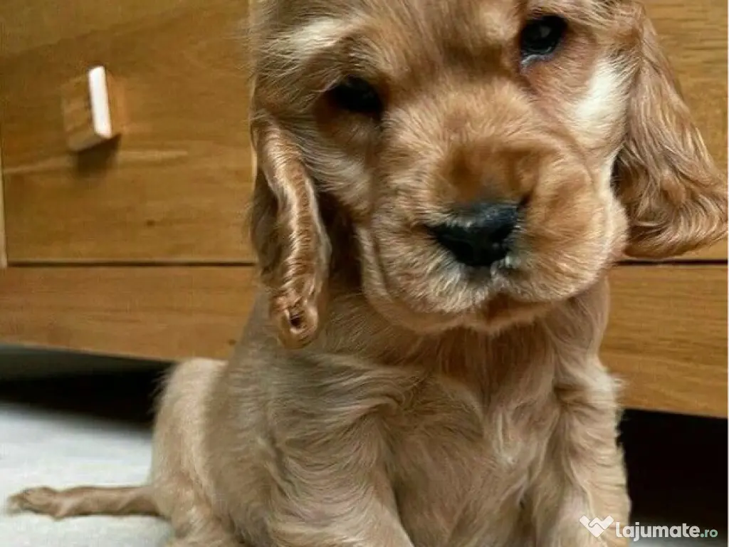 Cocker spaniel pui superbi 