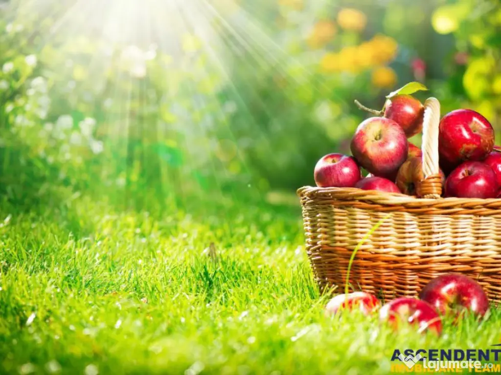 Casa saseasca autentica,1.100 mp teren, pomi fructiferi si p 