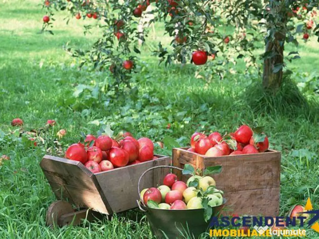 Casa saseasca autentica,1.100 mp teren, pomi fructiferi si p 