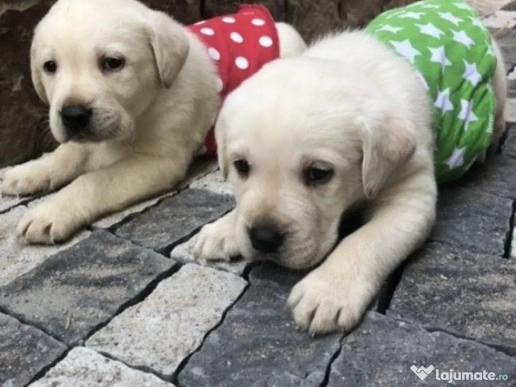 Labrador cățeluși 