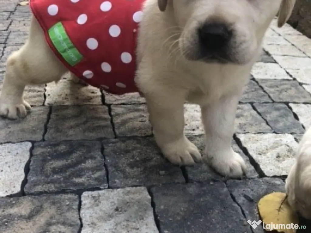 Labrador cățeluși 