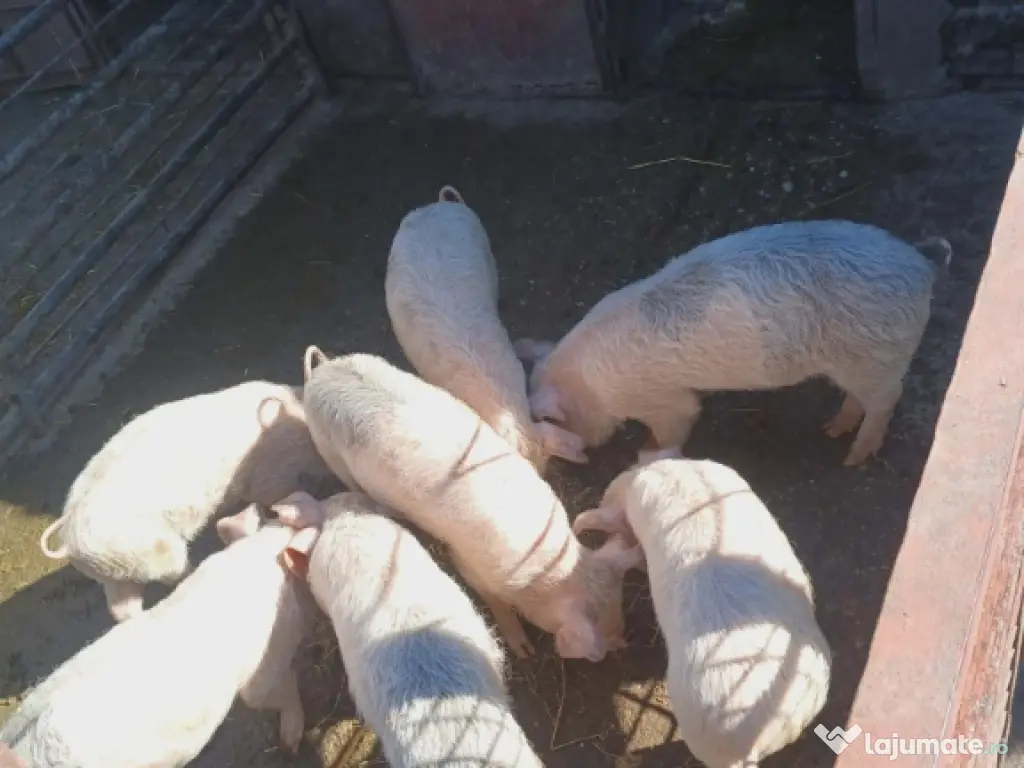 Vând-Porci 850 lei Perechea 