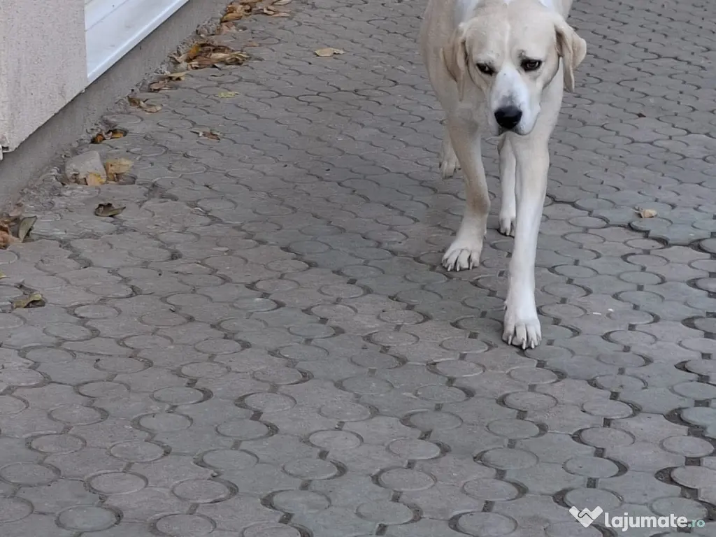 Donez metis labrador 