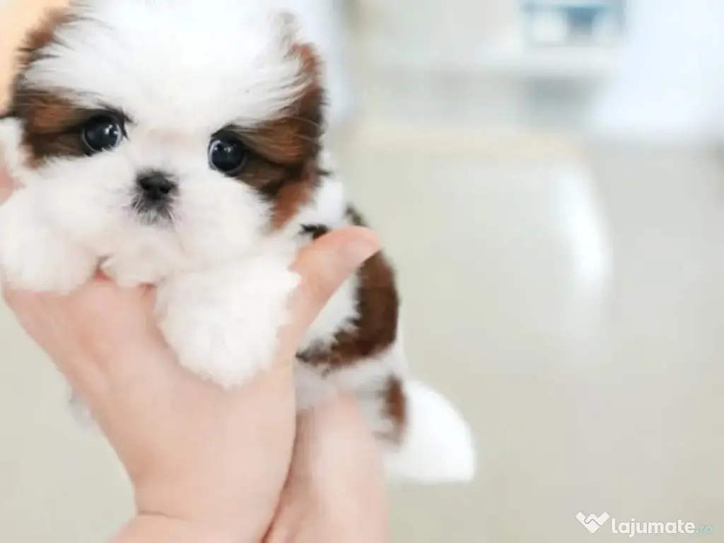 shitzu teeacup talie mica 