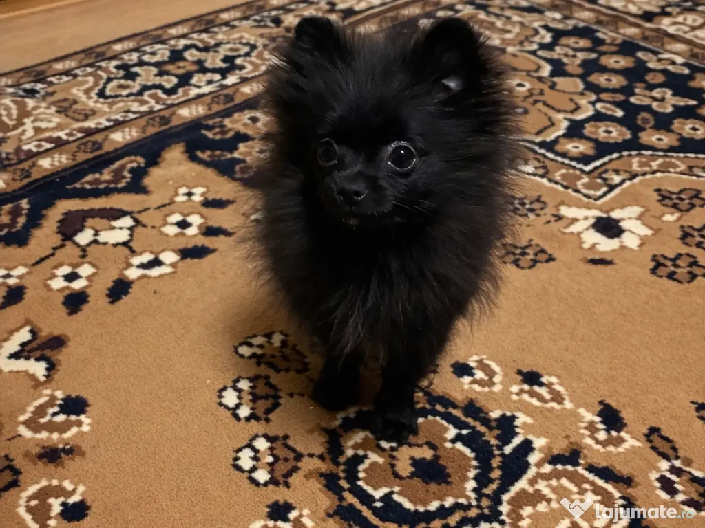 Pui de Pomeranian