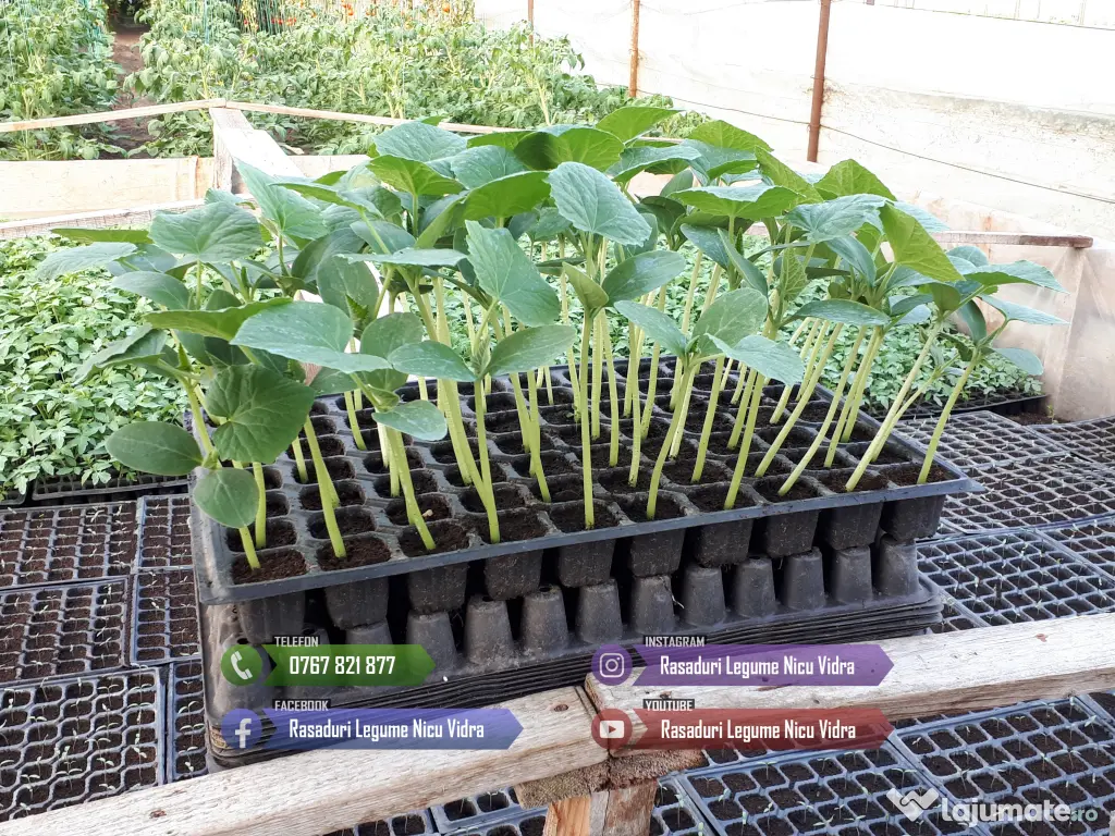 Vand rasad de rosii, ardei, castraveti, vinete | rasaduri de legume 