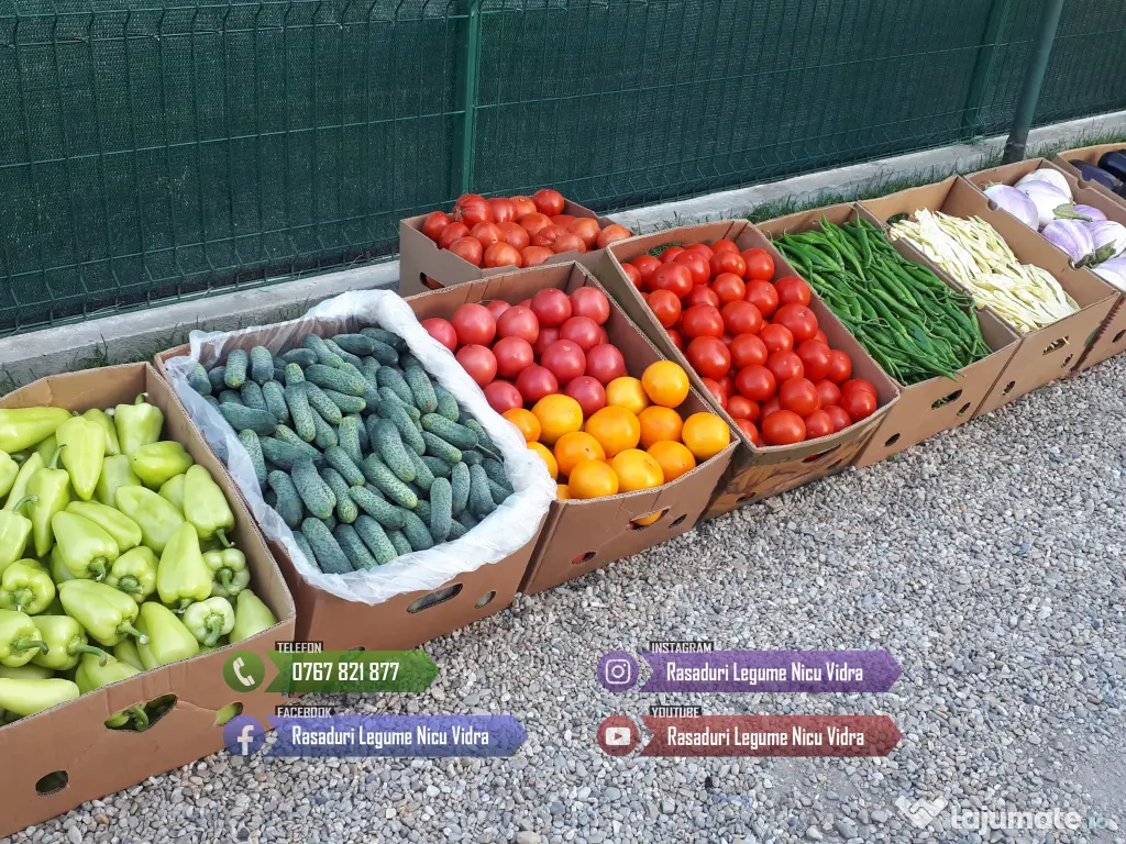 Vand rasad de rosii, ardei, castraveti, vinete | rasaduri de legume 