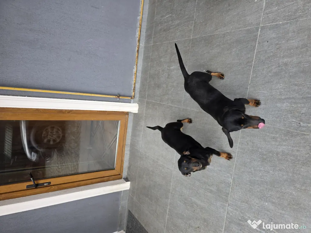 Donez Techel -Soricari