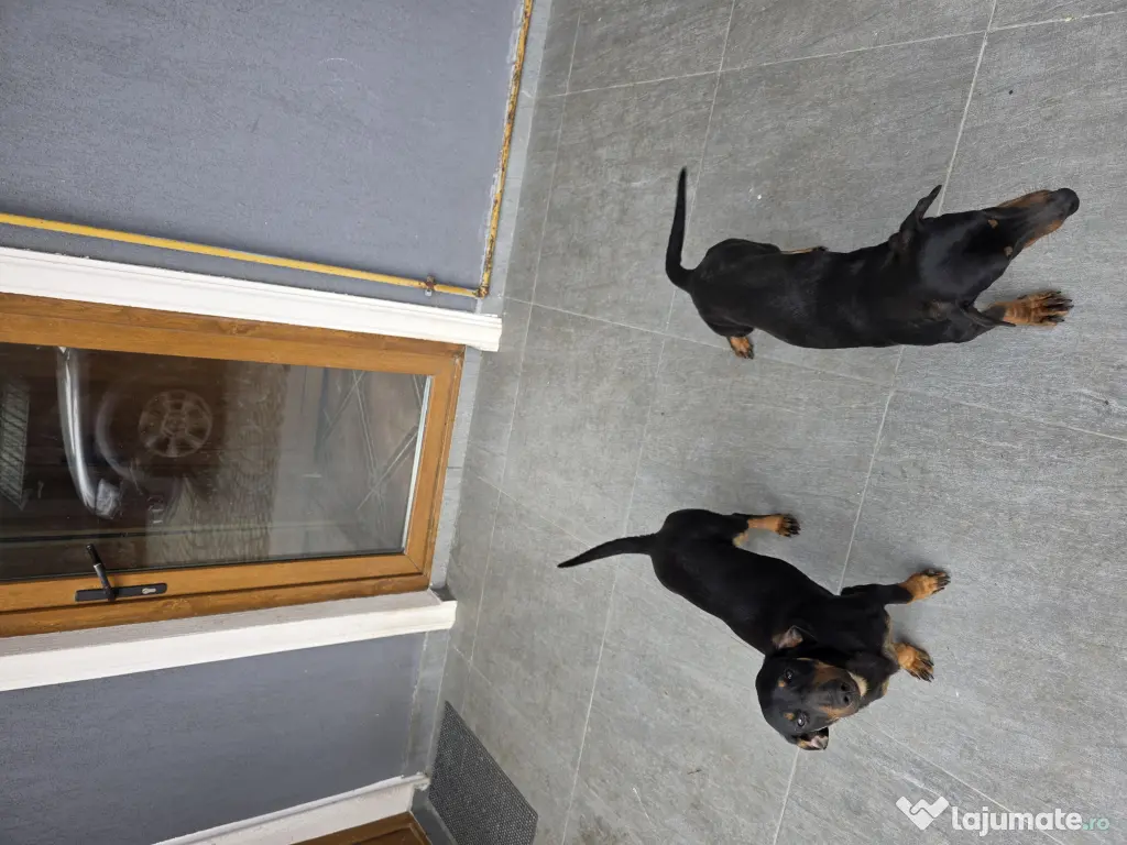 Donez Techel -Soricari