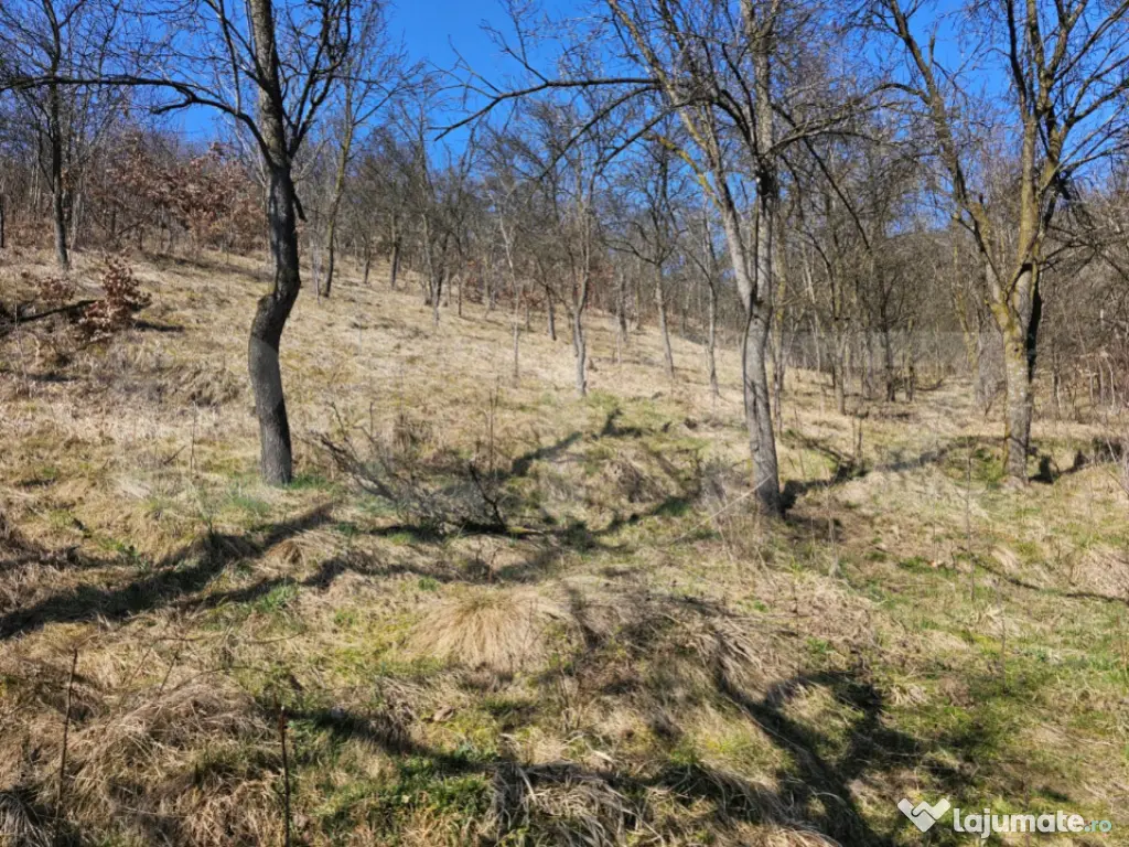 Casă 4 camere, teren generos de 3.800 mp, Măgina, comuna