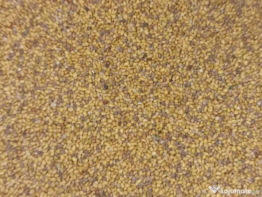 Samanta lucerna 2025 