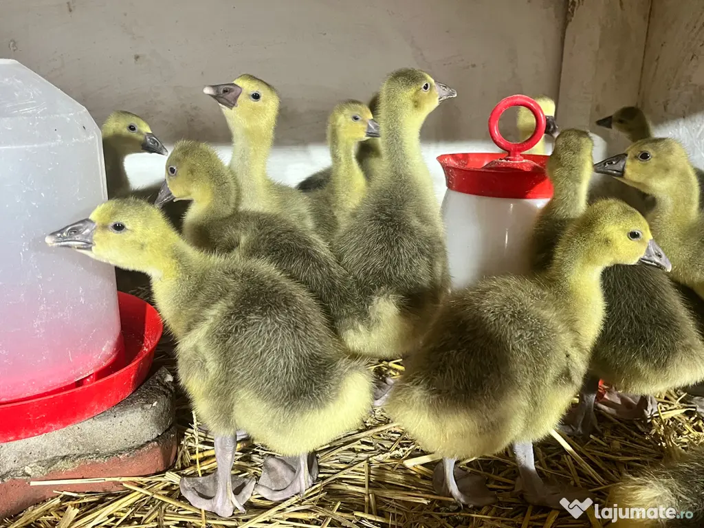 Boboci de gâscă toulouse 