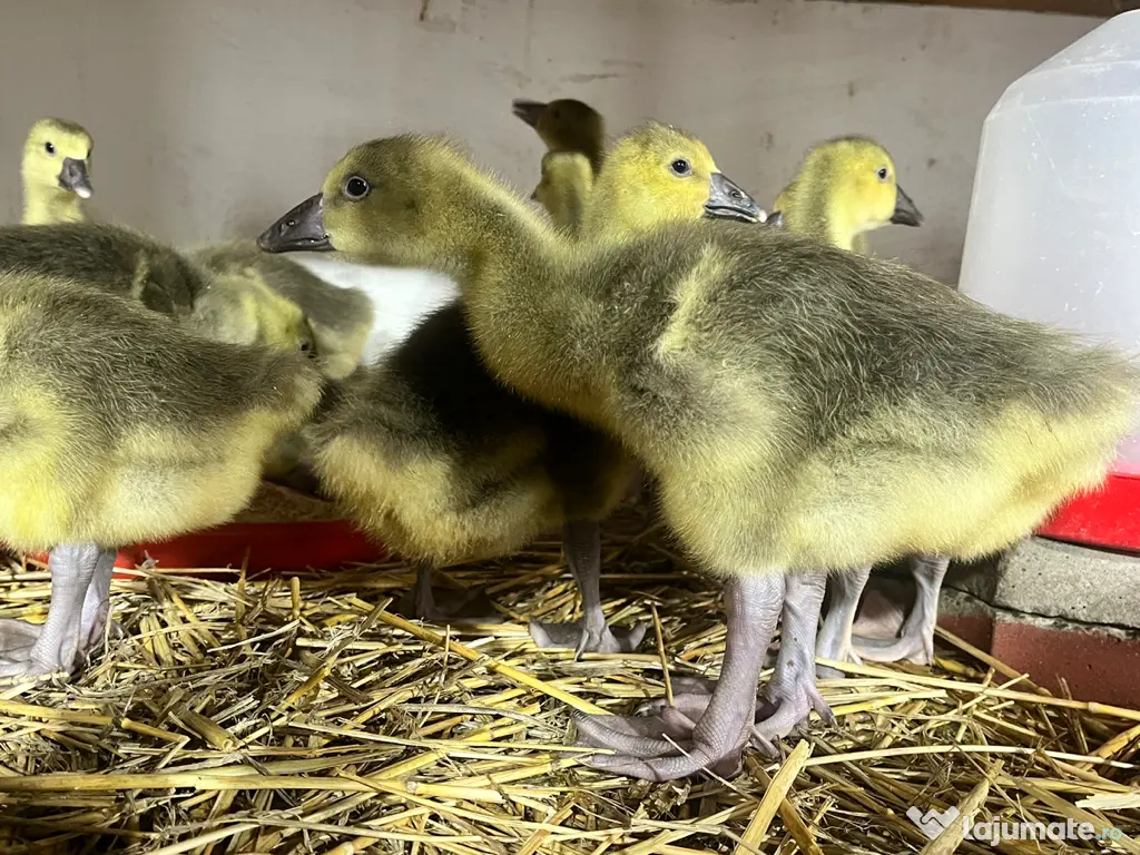 Boboci de gâscă toulouse 