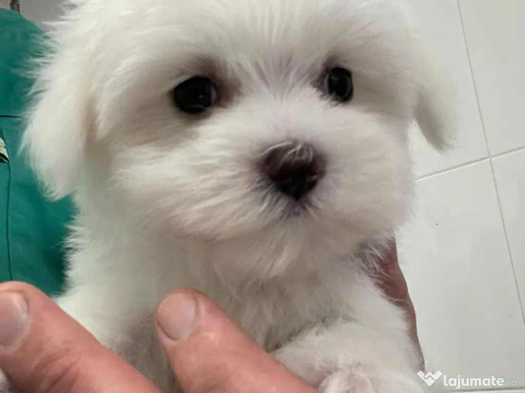 Pui Bichon Maltez – Mascul, 2 luni, microcipat și vaccinat 