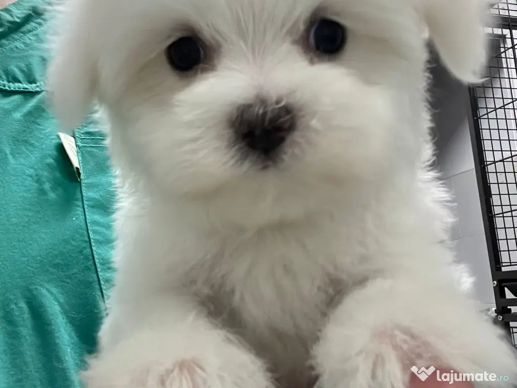 Pui Bichon Maltez – Mascul, 2 luni, microcipat și vaccinat 