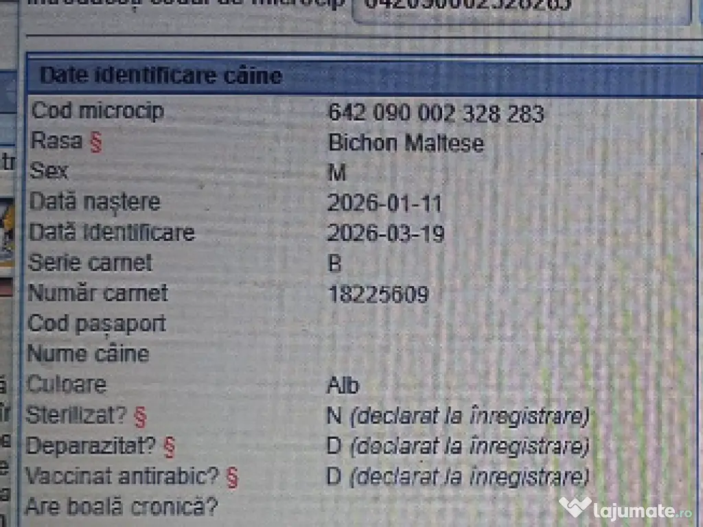 Pui Bichon Maltez – Mascul, 2 luni, microcipat și vaccinat 