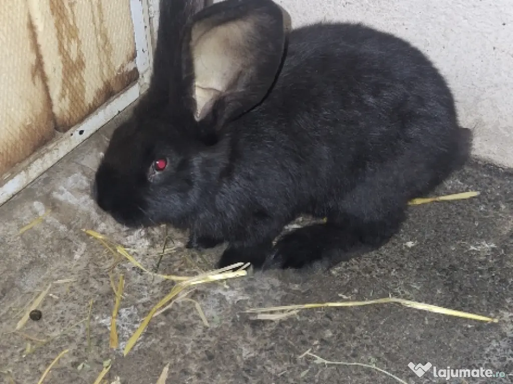 Purificator de aer Philips AC 2729 