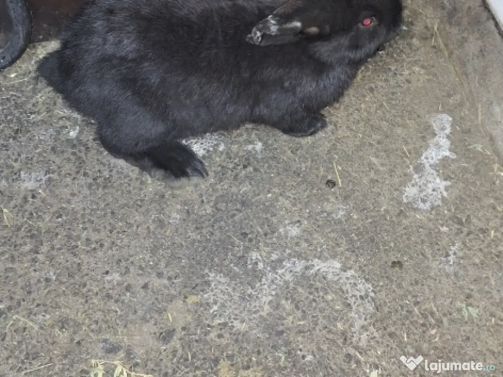 Purificator de aer Philips AC 2729 