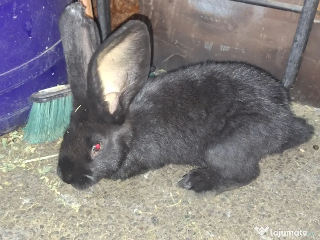 Purificator de aer Philips AC 2729 