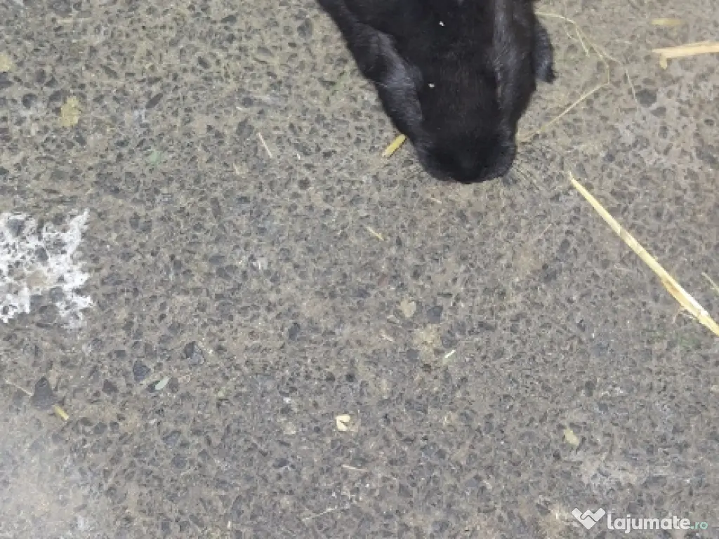 Purificator de aer Philips AC 2729 